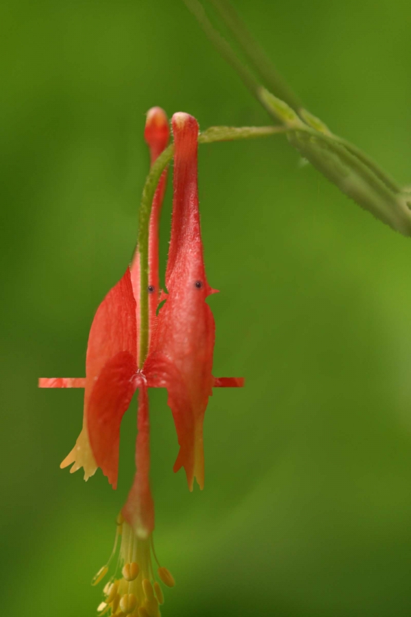 Creation of red flower birds: Step 5